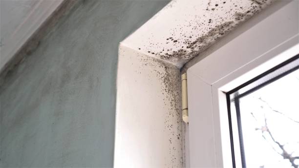 Best Toxic Mold Removal  in Lake Forest Park, WA