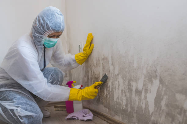 Mold Removal and Inspection in Lake Forest Park, WA