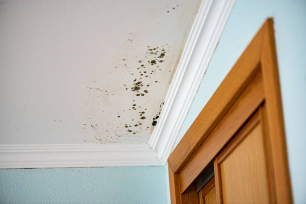 Best Affordable Mold Removal  in Lake Forest Park, WA