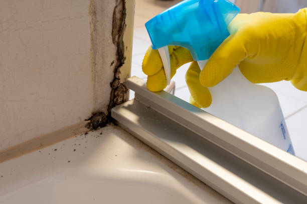 Best Emergency Mold Removal  in Lake Forest Park, WA