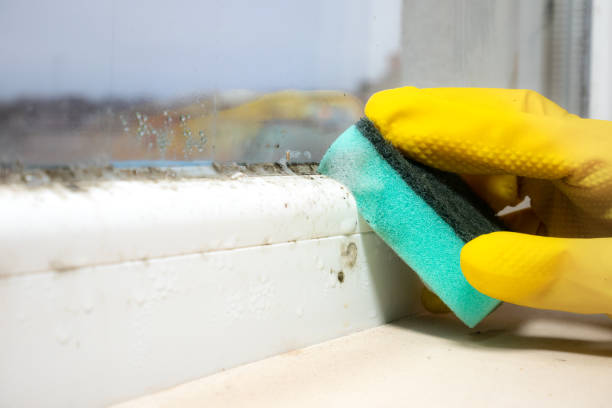 Best Mold Removal Company Near Me  in Lake Forest Park, WA