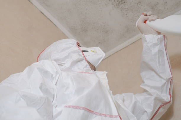Best Black Mold Removal  in Lake Forest Park, WA