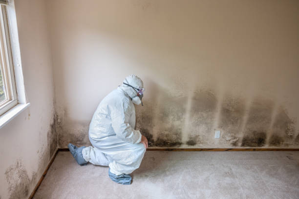 Best Mold Testing  in Lake Forest Park, WA
