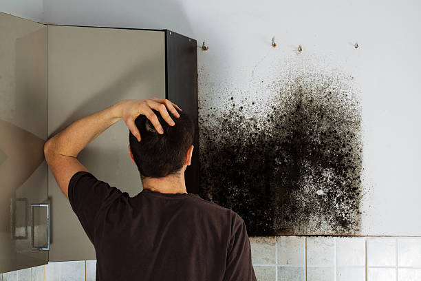 Best Local Mold Removal Service  in Lake Forest Park, WA