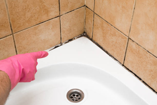 Best Mold Damage Repair  in Lake Forest Park, WA